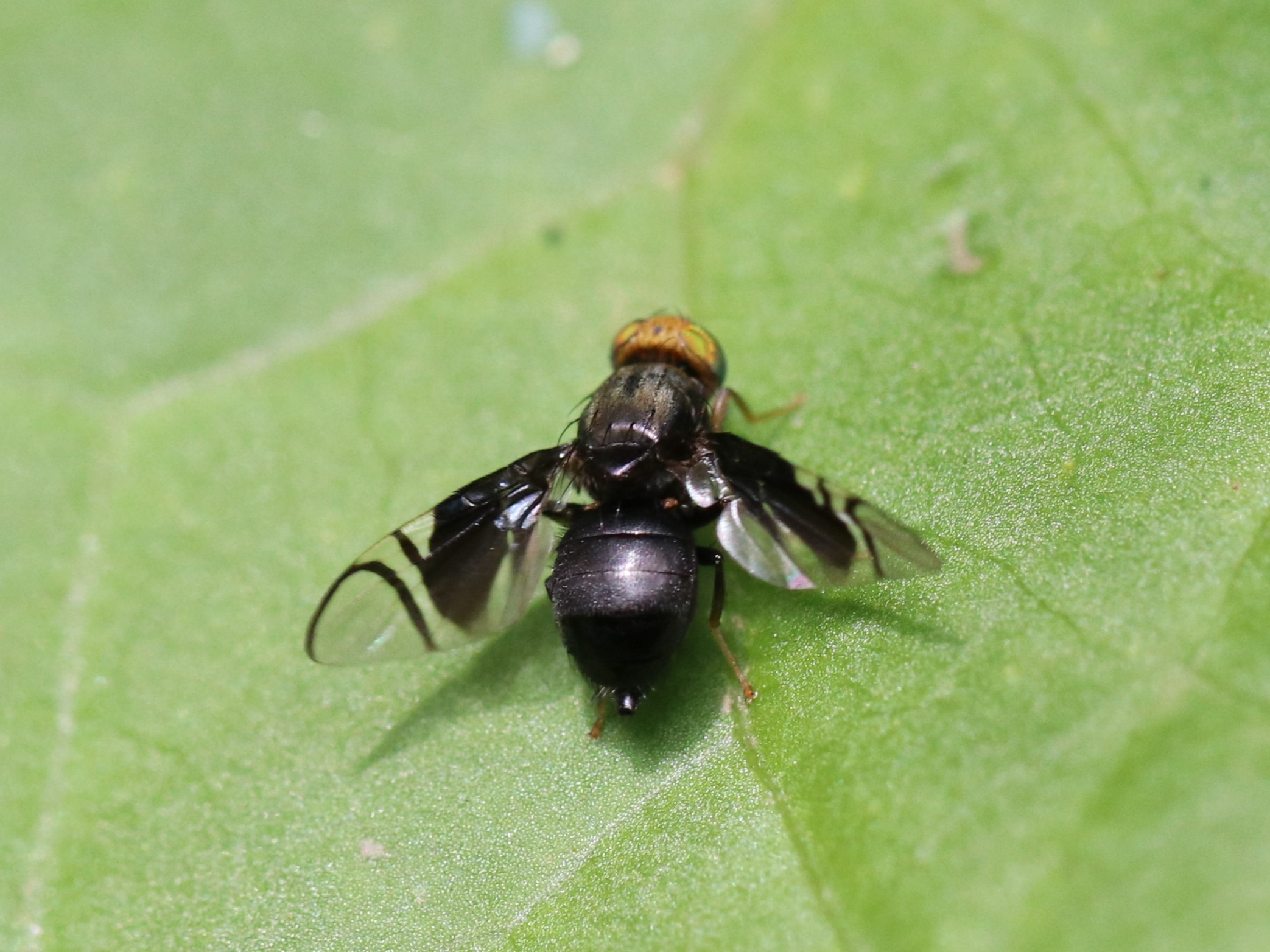 Hendelina Nigrescens